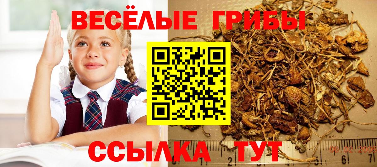 Галлюциногенные грибы Psilocybe  хочу наркоту  Галлюциногенные грибы Cubensis  Пенза  Вход с VPN 